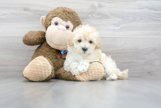 Best Maltipoo Baby