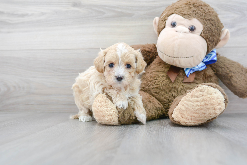 Petite Maltipoo Poodle Mix Pup