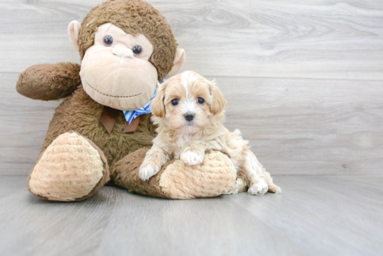 Small Maltipoo Baby