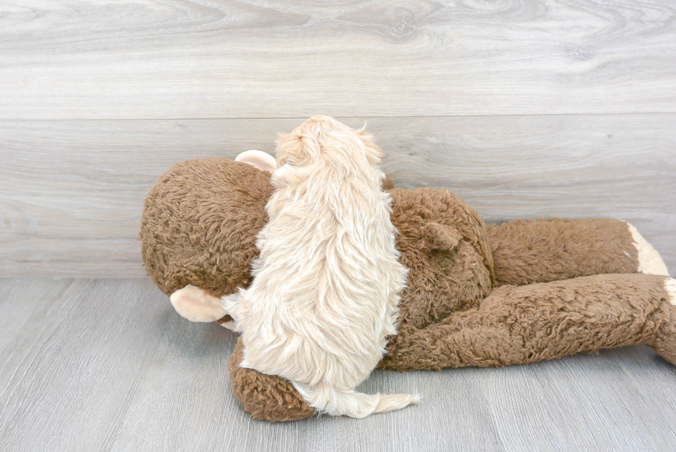 Playful Maltepoo Poodle Mix Puppy