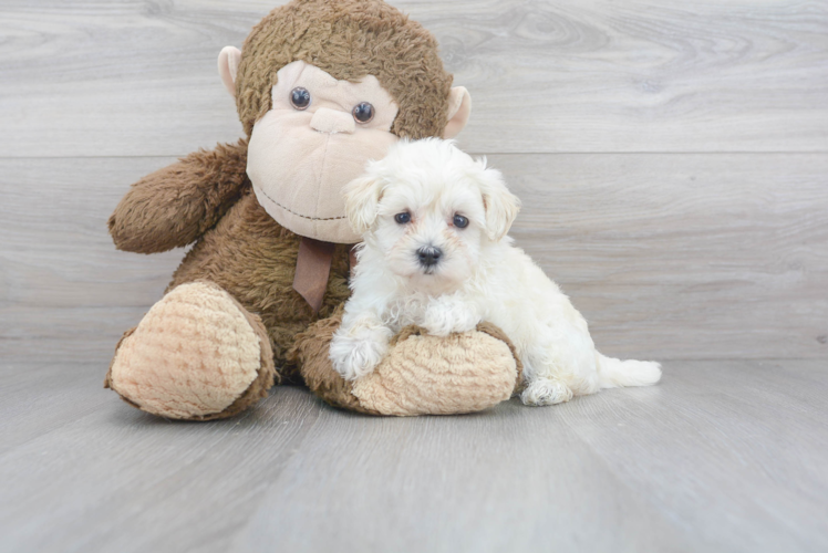 Smart Maltipoo Poodle Mix Pup