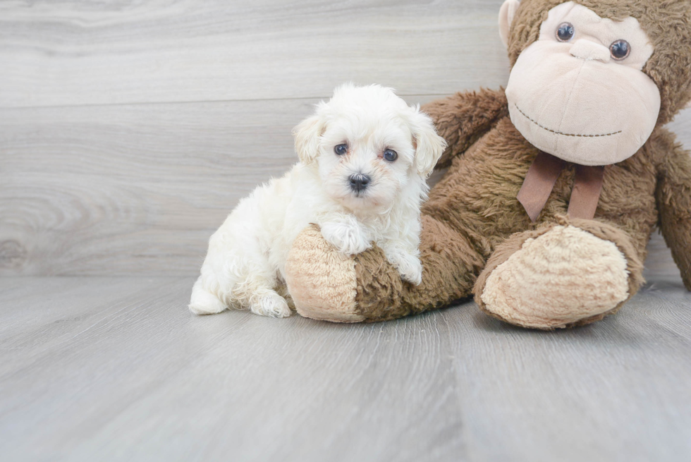 Smart Maltipoo Poodle Mix Pup