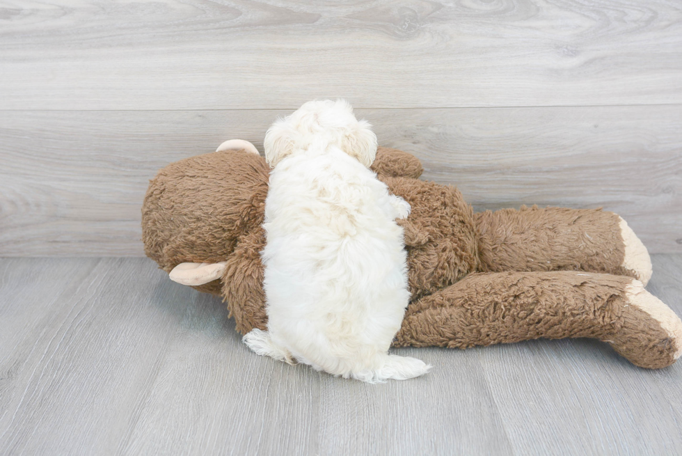 Maltipoo Pup Being Cute