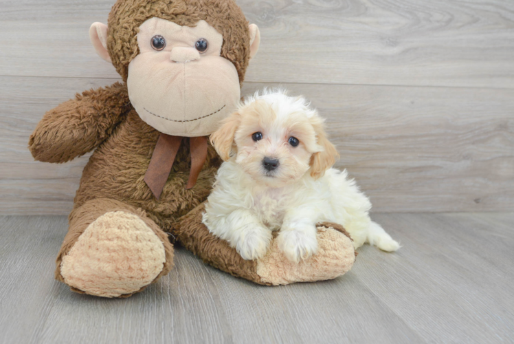 Maltipoo Pup Being Cute