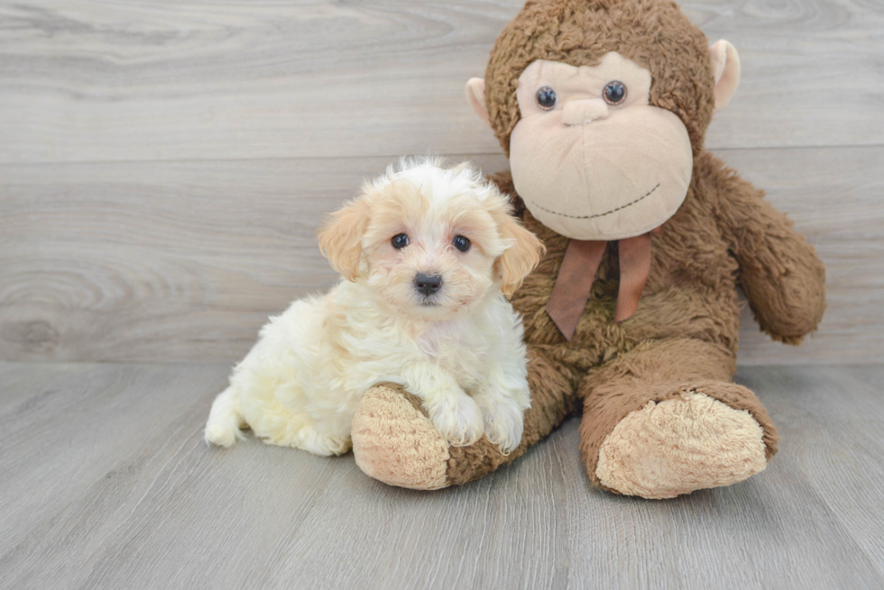 Maltipoo Puppy for Adoption