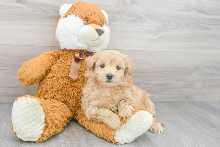 Maltipoo Pup Being Cute