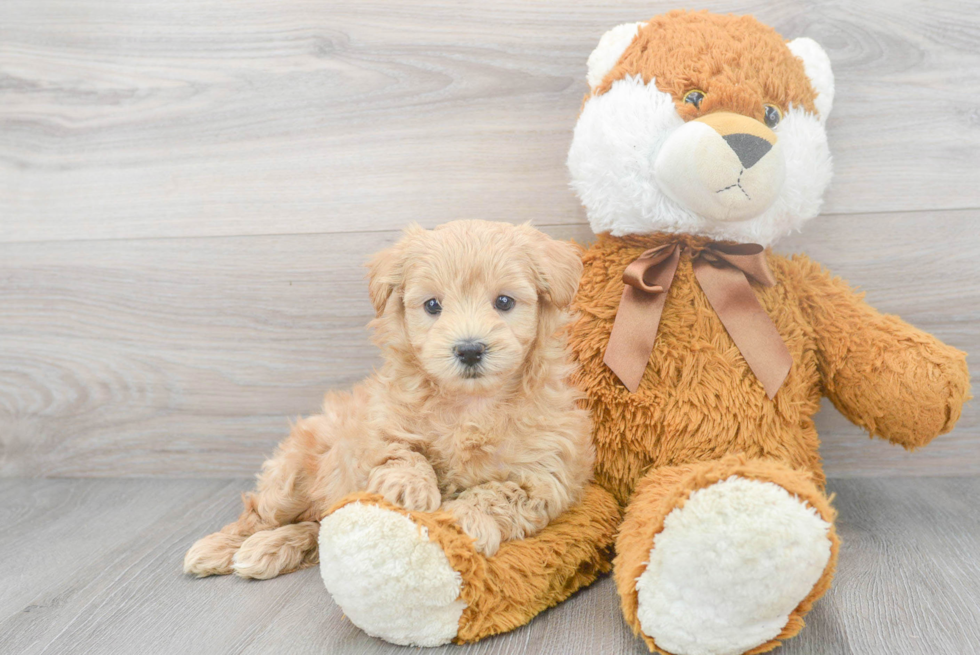 Maltipoo Pup Being Cute