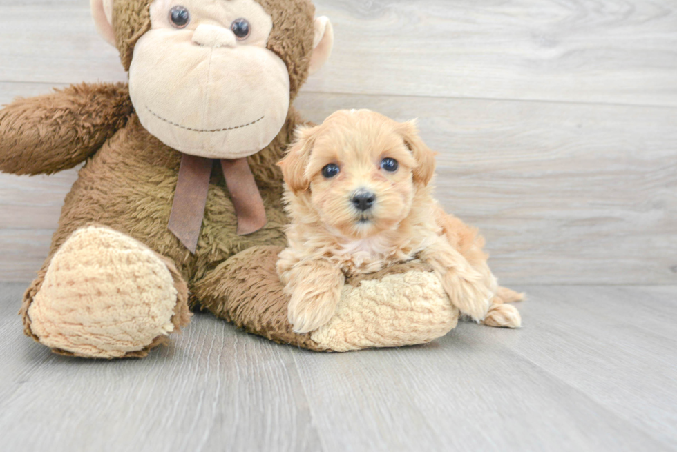 Petite Maltipoo Poodle Mix Pup