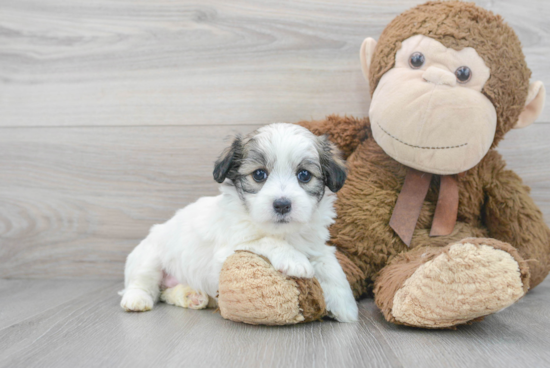 Fluffy Maltipoo Poodle Mix Pup