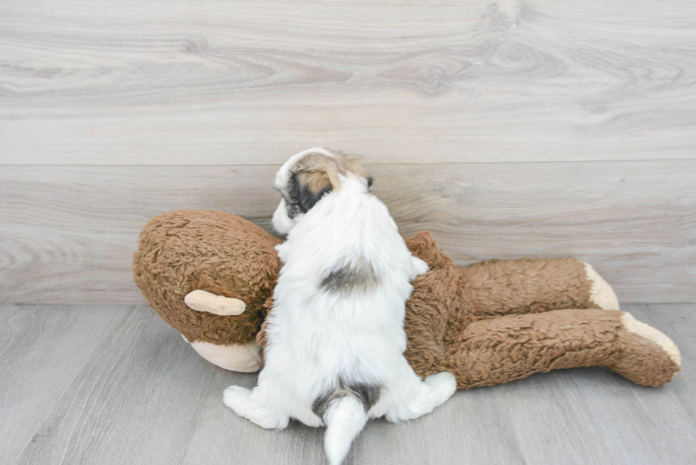 Adorable Maltepoo Poodle Mix Puppy