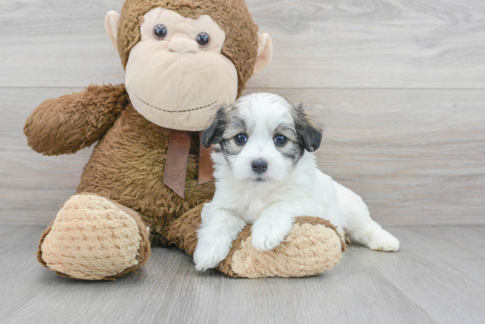 Petite Maltipoo Poodle Mix Pup