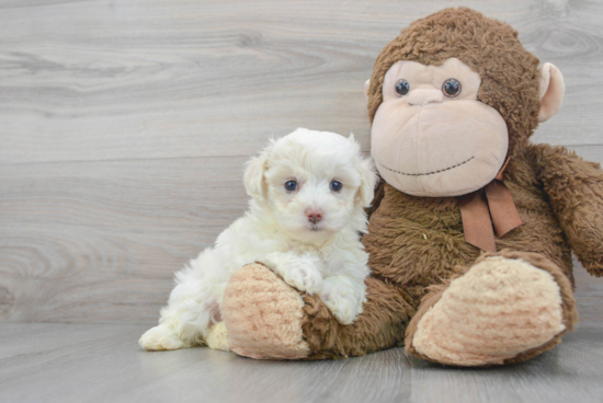 Maltipoo Pup Being Cute