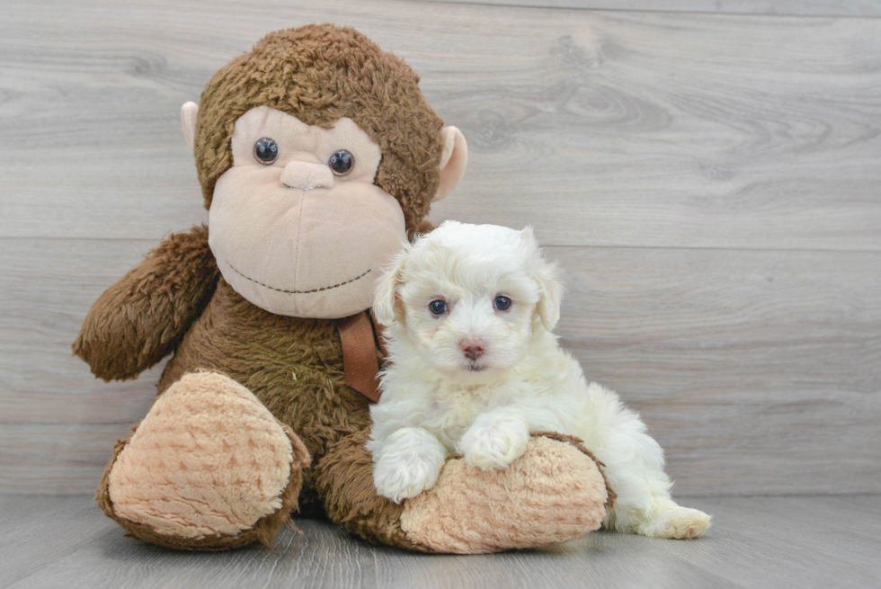 Fluffy Maltipoo Poodle Mix Pup