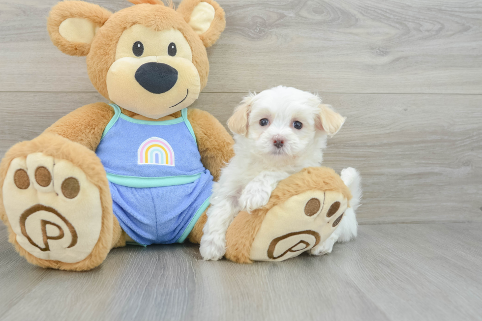 Maltipoo Pup Being Cute