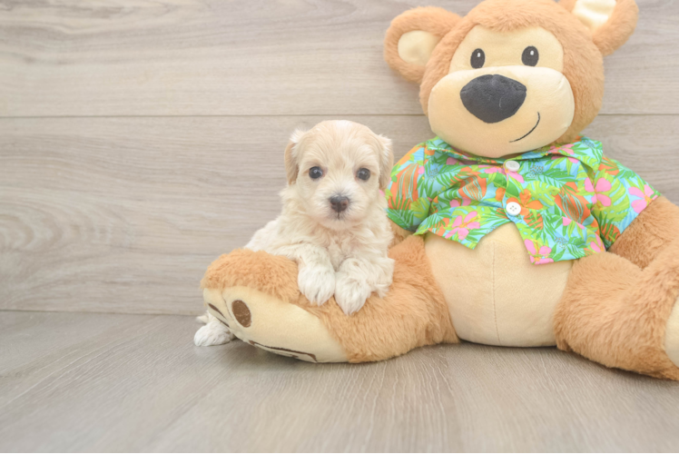 Friendly Maltipoo Baby
