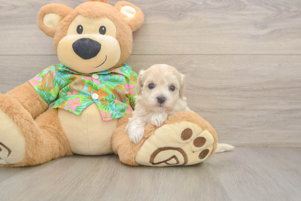 Happy Maltipoo Baby