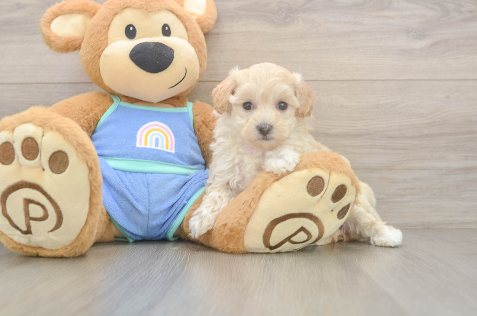 6 week old Maltipoo Puppy For Sale - Premier Pups