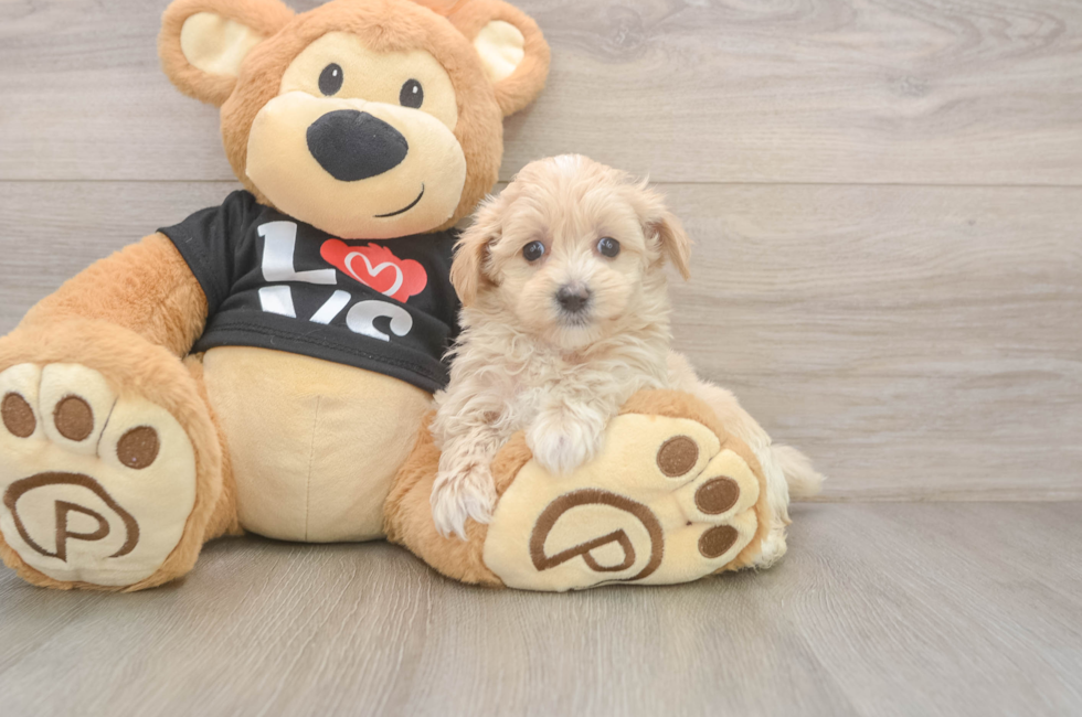 5 week old Maltipoo Puppy For Sale - Premier Pups