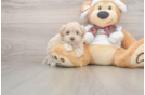 Funny Maltipoo Poodle Mix Pup