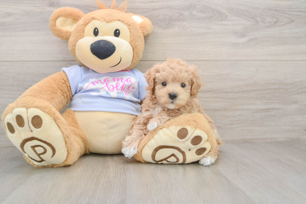 Petite Maltipoo Poodle Mix Pup