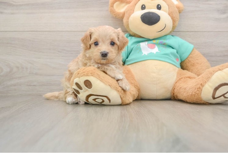 Friendly Maltipoo Baby