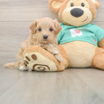 Friendly Maltipoo Baby