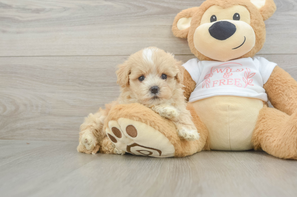 6 week old Maltipoo Puppy For Sale - Premier Pups