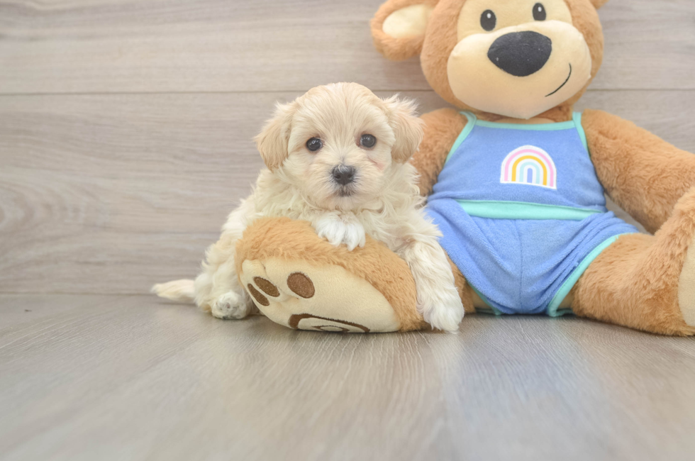 6 week old Maltipoo Puppy For Sale - Premier Pups