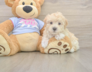 7 week old Maltipoo Puppy For Sale - Premier Pups