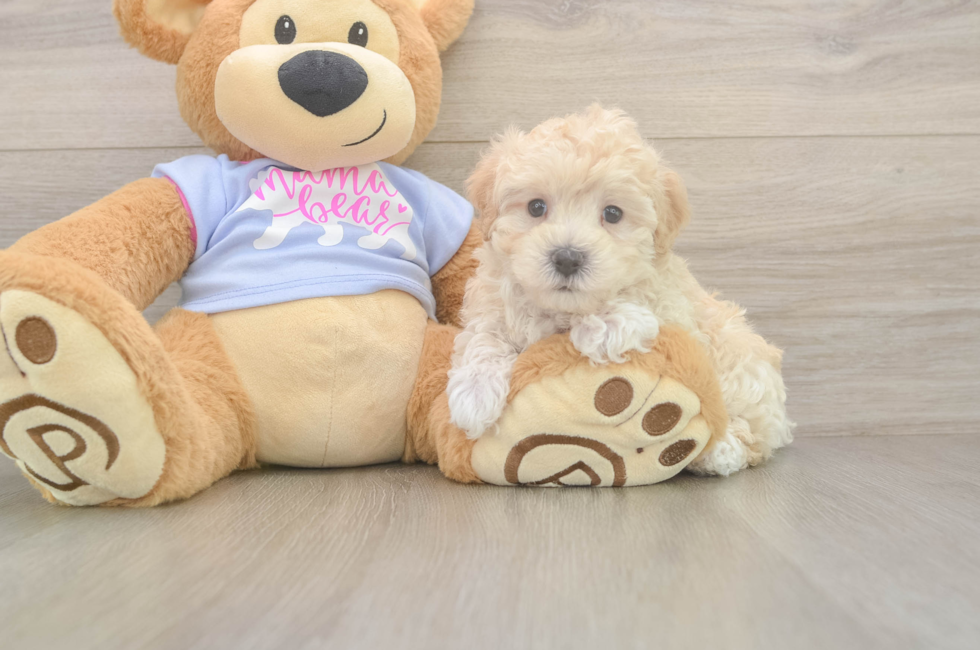 6 week old Maltipoo Puppy For Sale - Premier Pups