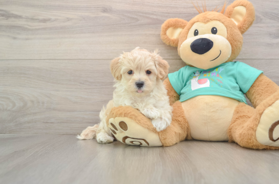 Friendly Maltipoo Baby