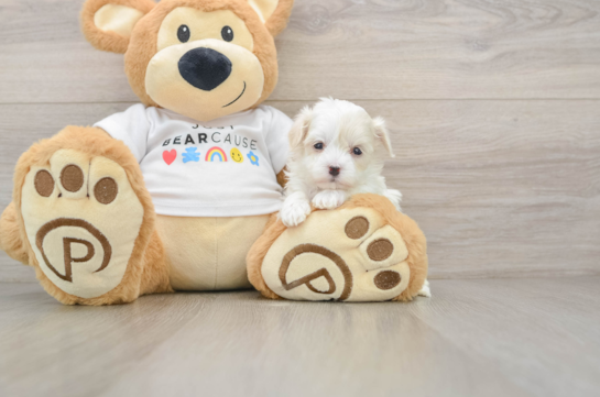 Best Maltipoo Baby