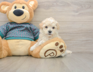 7 week old Maltipoo Puppy For Sale - Premier Pups