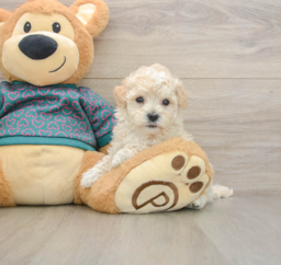 7 week old Maltipoo Puppy For Sale - Premier Pups
