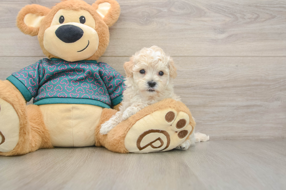 Maltipoo Puppy for Adoption