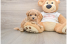 Happy Maltipoo Baby