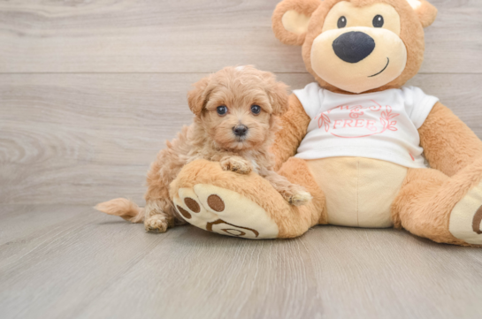 Happy Maltipoo Baby