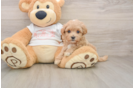 Fluffy Maltipoo Poodle Mix Pup