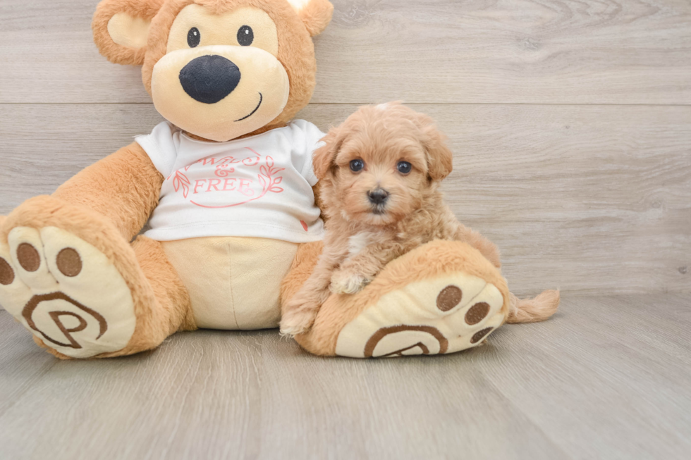 Fluffy Maltipoo Poodle Mix Pup