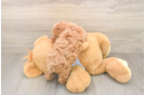 Maltipoo Puppy for Adoption