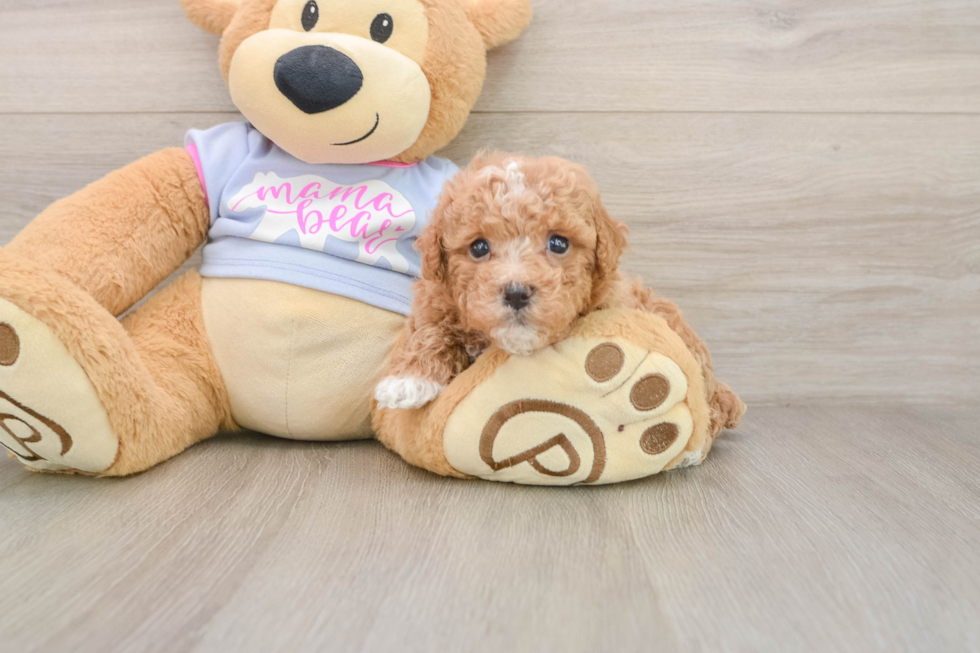Cute Maltipoo Baby