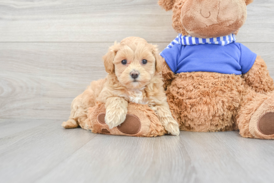 Maltipoo Pup Being Cute