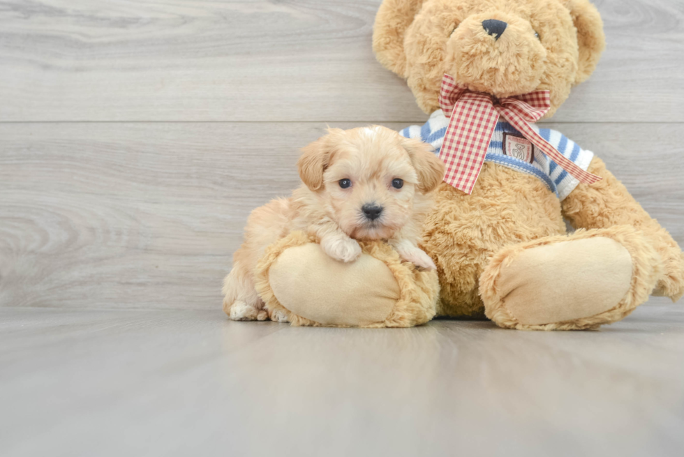 Funny Maltipoo Poodle Mix Pup