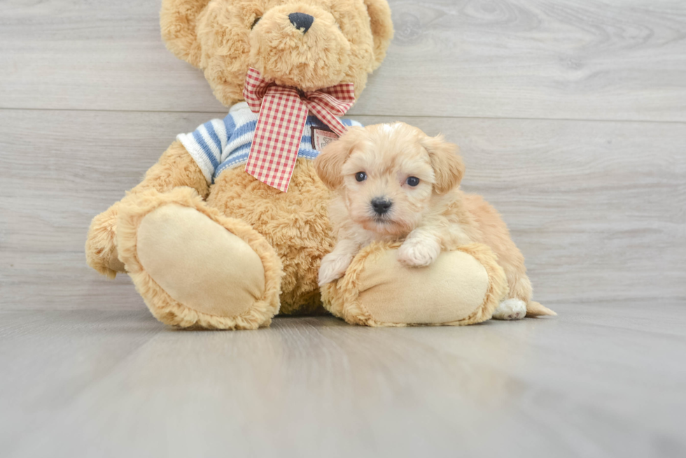 Maltipoo Pup Being Cute