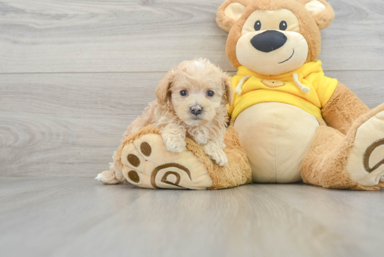 Maltipoo Pup Being Cute