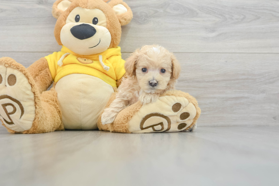 Maltipoo Pup Being Cute