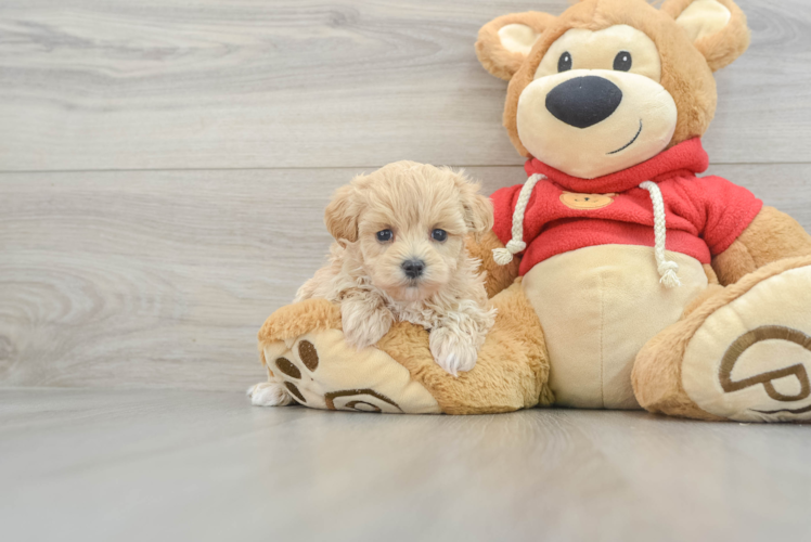 Cute Maltipoo Baby