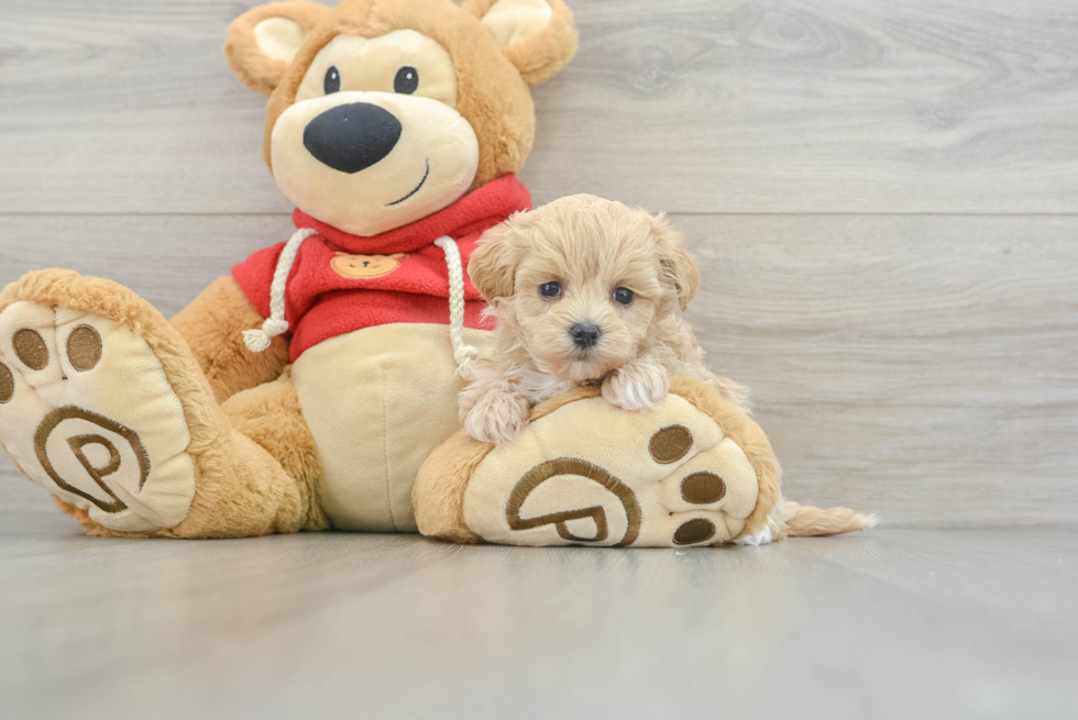 Best Maltipoo Baby