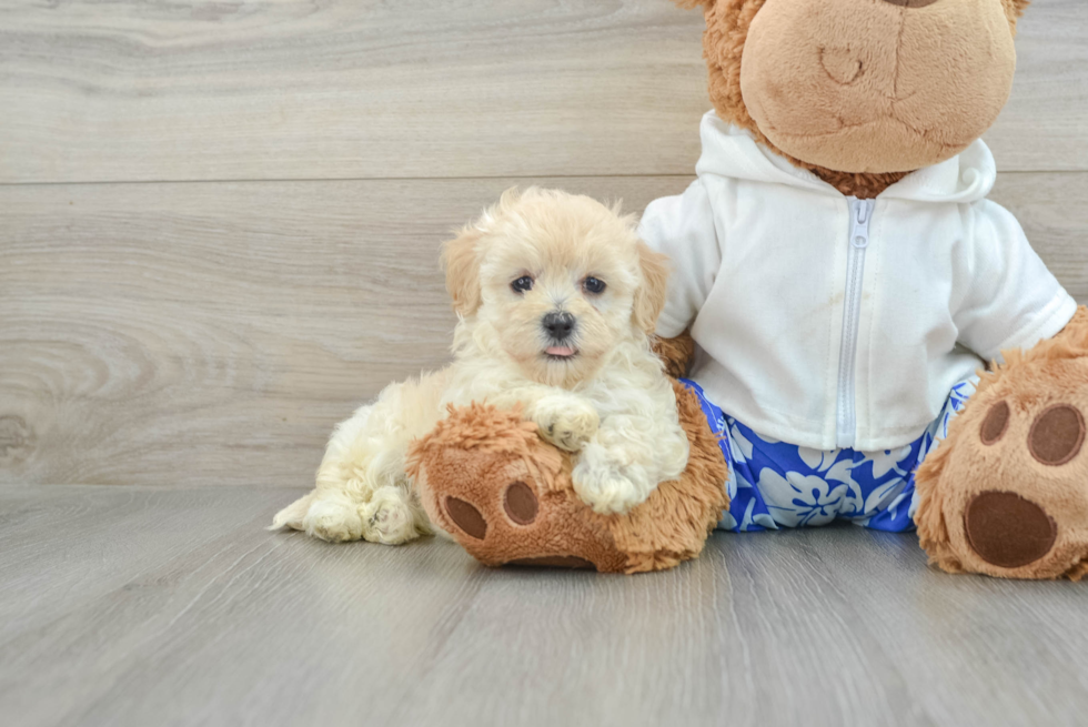 Maltipoo Pup Being Cute