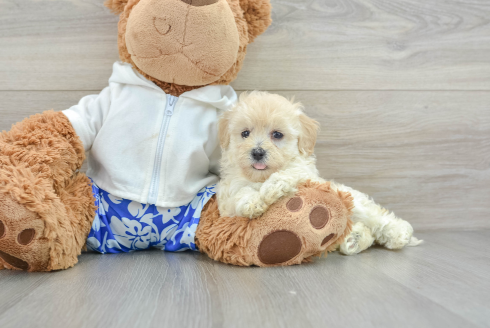 Small Maltipoo Baby